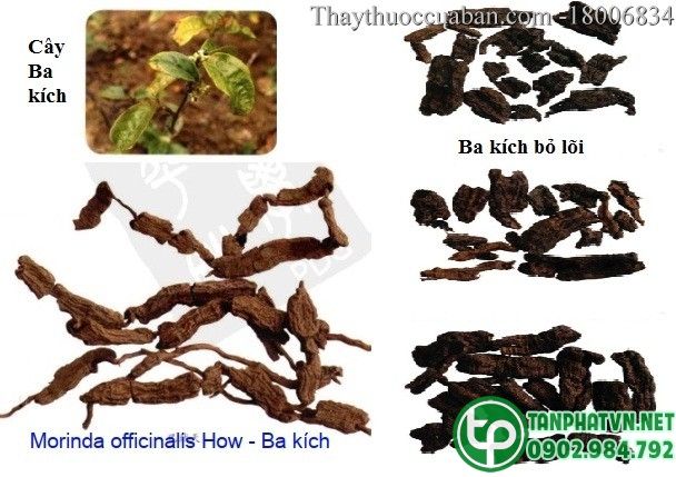 Hình ảnh vị thuốc ba kích