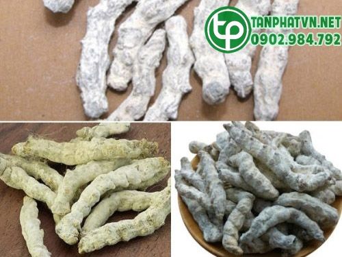 Bạch cương tằm có tác dụng gì? Địa chỉ bán vị thuốc bạch cương tằm?