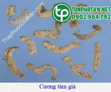 Hình ảnh cương tằm giả