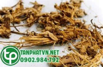 www.yhoccotruyen.org: Bạch Vi (Radix Cynanchi Atrati) 白薇