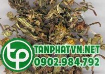 Vị thuốc BẠI TƯƠNG THẢO | Đông y luận trị