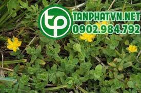 Cây Nọc sởi giải độc, trị viêm | TINH HOA XANH