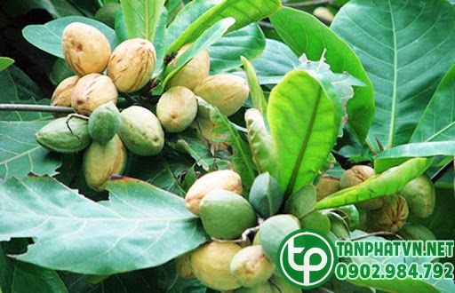 Cây Bàng - Cây Thuốc - Cây Di sản