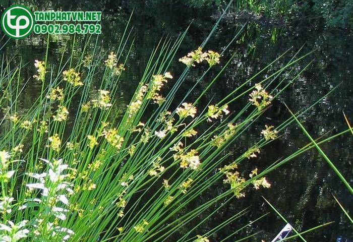 Cỏ Bấc Đèn - Cập Nhật 2020