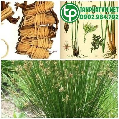 Cây cỏ bấc đèn, công dụng cỏ bấc đèn, địa chỉ bán cỏ bấc đèn