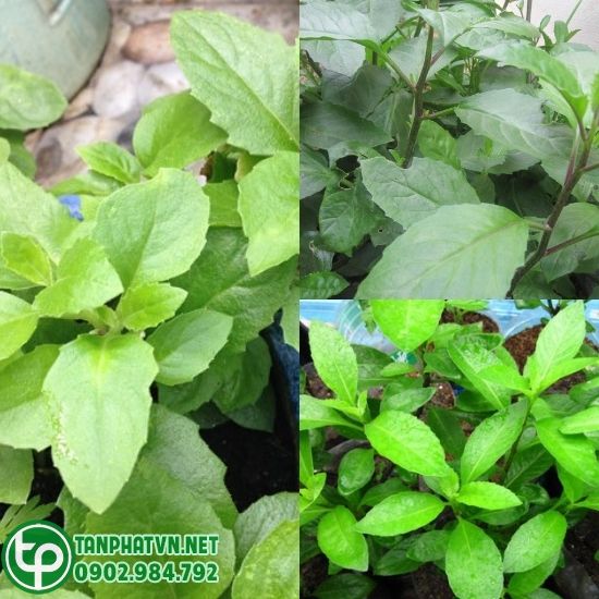 Bầu đất có tác dụng của rau bầu đất với cách dùng chữa bệnh ra sao?