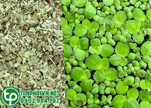 liều dùng của thuốc Phù bình
