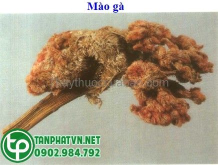 Hình ảnh vị thuốc  mào gà