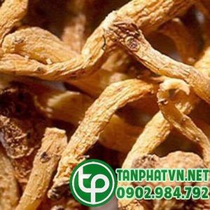 Cây hoàng tinh –Bổ máu, điều trị suy nhược cơ thể; Giá:150.000/Kg