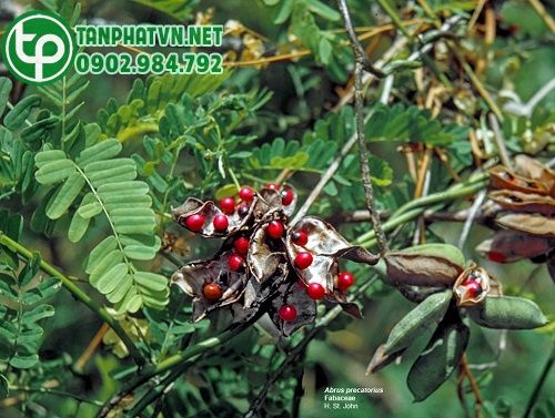 Cam Thảo dây điều trị viêm dạ dày - Giá bán: 190.000đ/1Kg