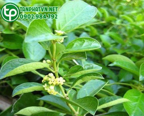 dây thìa canh tươi