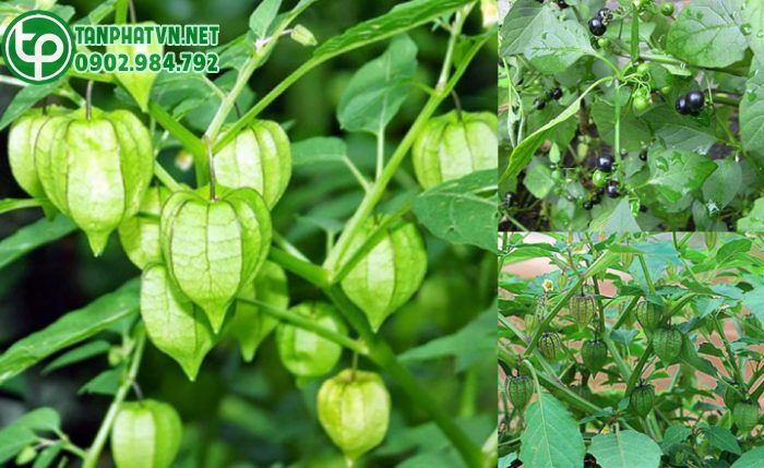 2 Tầm bóp khô