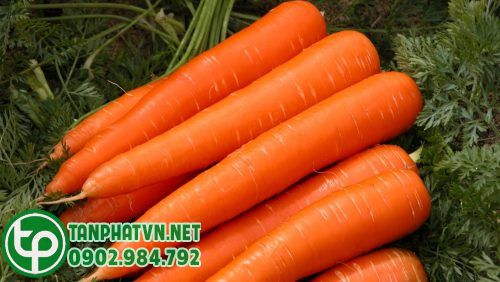 Chọn cà rốt làm nguyên liệu để làm cà rốt sấy khô