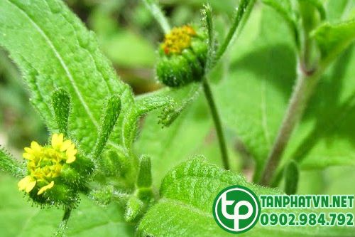 Bài thuốc trị bệnh từ cây hy thiêm ( cây cỏ dĩ ) 1 Cây hy thiêm ( cỏ đĩ )
