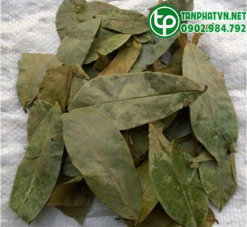 1 Công dụng của lá mãng cầu