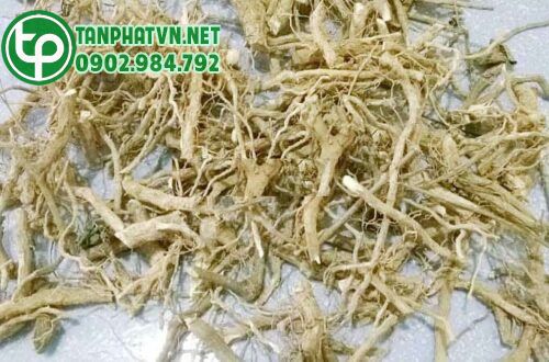 1 Rễ cà gai leo tại Tấn Phát