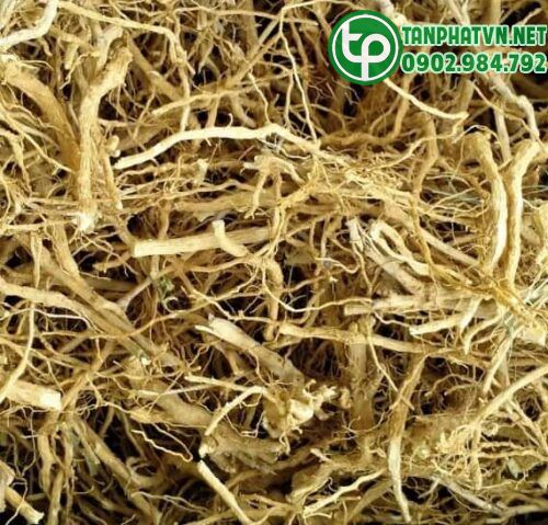2 Rễ cà gai leo