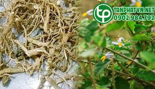 3 Rễ cà gai leo tươi