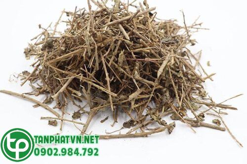 Những công dụng của cà gai leo khô