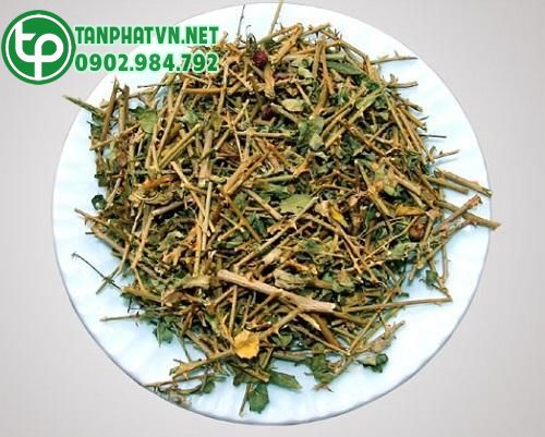 Công dụng của cà gai leo