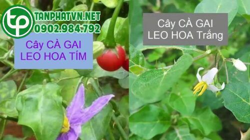 1 Cà gai leo