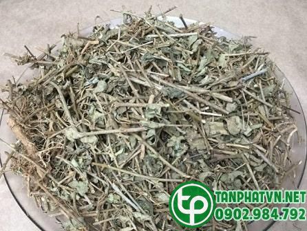4 Công dụng của cà gai leo