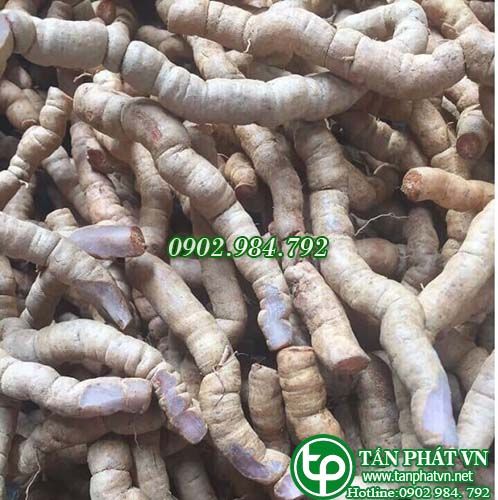 củ ba kích tấn phát