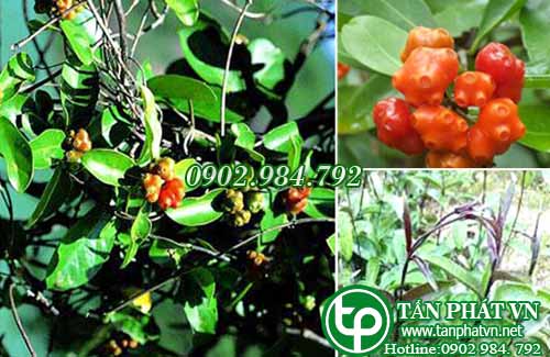 cây ba kích tưioi tấn phát