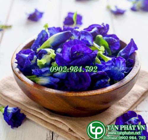 Hoa đậu biếc tươi