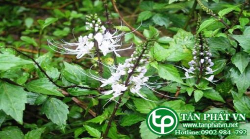 Cây râu mèo Tấn Phát giúp chữa sỏi thận - Thảo Dược Quý Việt Nam