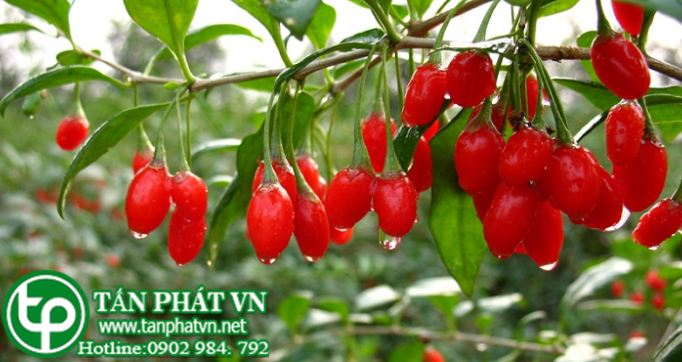 Cây kỷ tử tươi