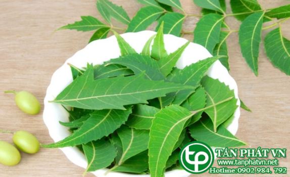 Lá neem tươi