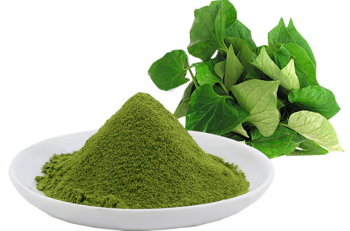 Bột diếp cá sấy lạnh nguyên chất