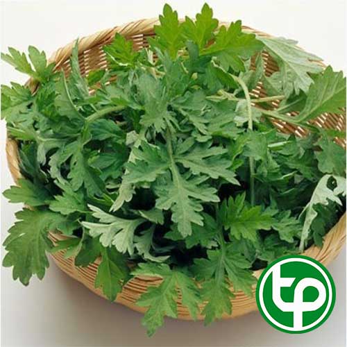 Cây ngải cứu