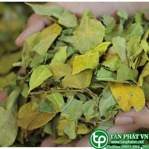 Chè dung khô - tấn phát