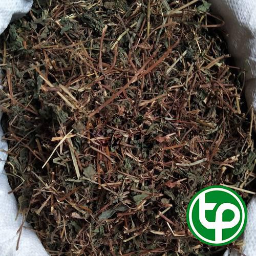 Cây bọ mắm ( thuốc dòi ) khô