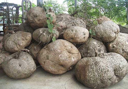 Củ bình vôi