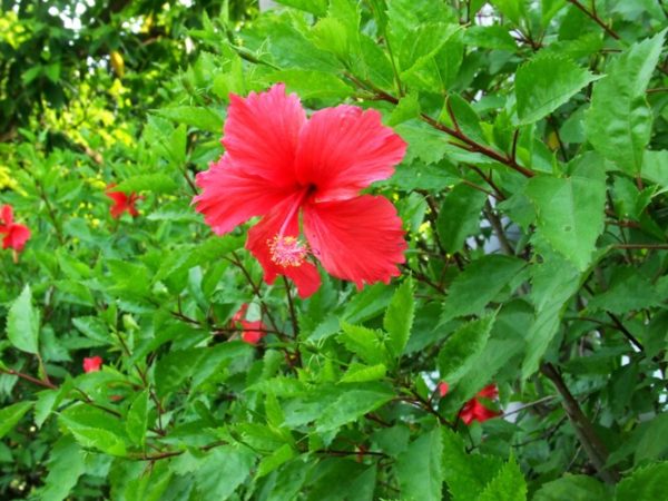 Công ty Bán Dâm Bụt Tại TP HCM? Công ty Bán Dâm Bụt Tại TP HCM?