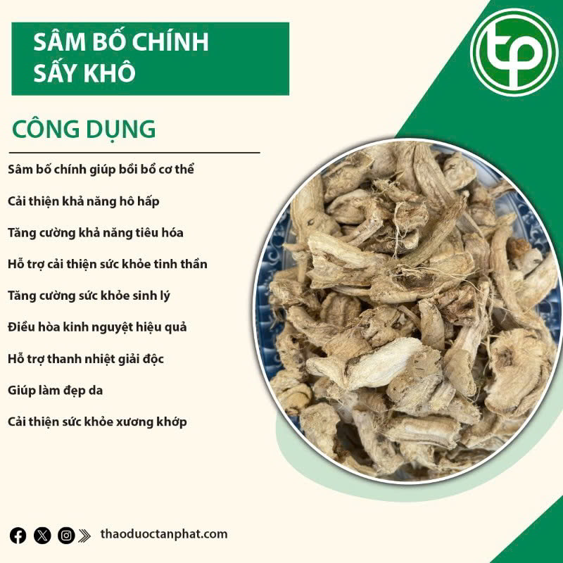 Công dụng của sâm bố chính đối với sức khỏe