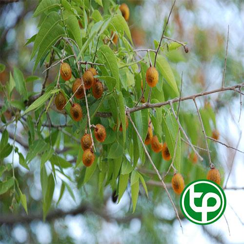 Cây bồ hòn