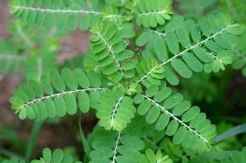 Cây chó đẻ tươi