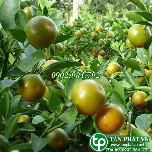 Cây tắc (quất)