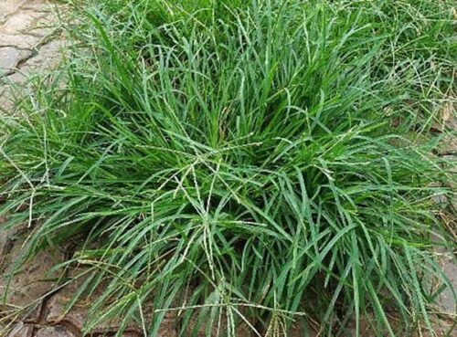 Cỏ mần trầu tươi