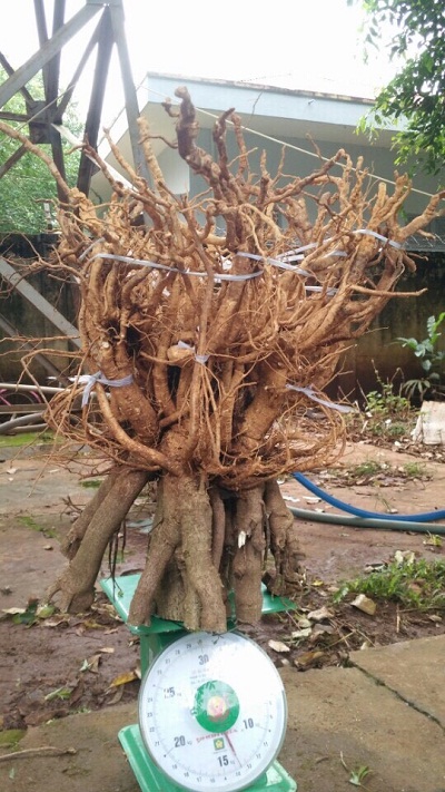 Củ đinh lăng tươi