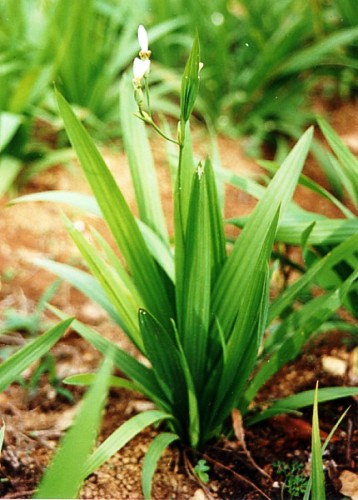 Cây sâm đại hành