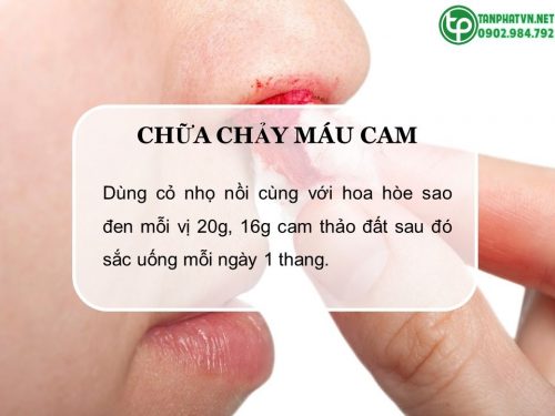 Bài thuốc của cây nhọ nồi