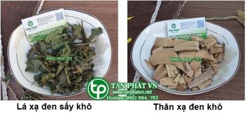 Xạ đen tại Tấn Phát