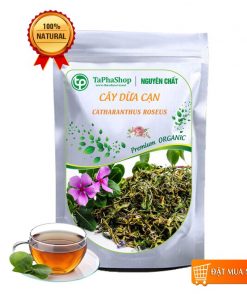 Dừa cạn - Tấn Phát