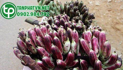 Chuối hột rừng tươi