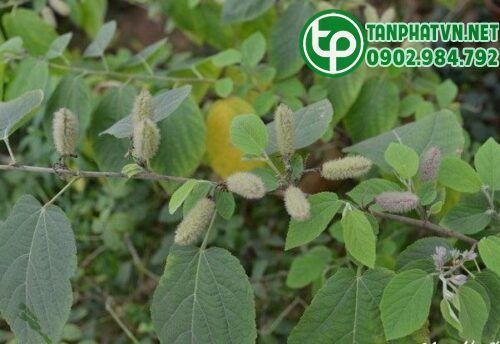 Cây an xoa nguyên chất